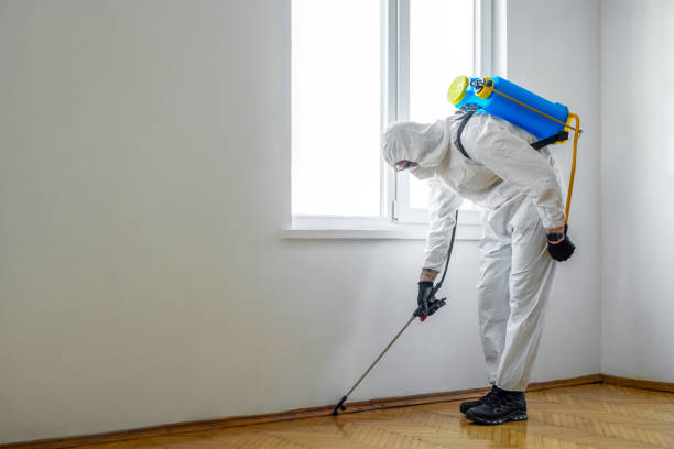 Best Flea Control Services  in New York, NY