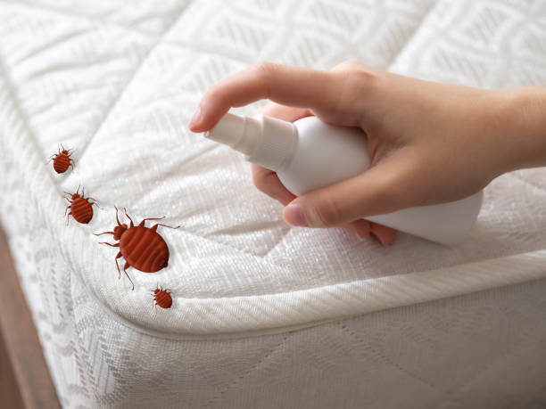 Best Cockroach Control Services  in New York, NY