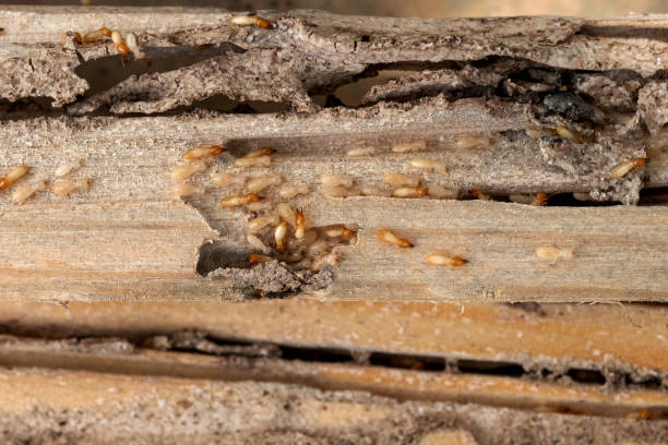 Best Local Pest Control Services  in New York, NY